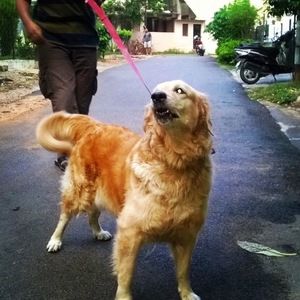 Meet your Posher, Anushka